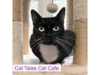 Adopt Truffles a Domestic Short Hair