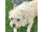 Adopt Trixie a Terrier