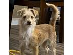 Adopt Starshine a Terrier
