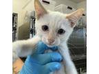 Adopt Cotton Candy (COH-A-10172) a Domestic Short Hair
