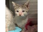 Adopt Chickadee (COH-A-9774) a Domestic Short Hair