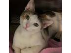 Adopt Moira (COH-A-9735) a Domestic Short Hair