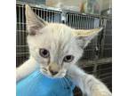 Adopt Clover (COH-A-10173) a Domestic Short Hair