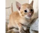 Adopt Dorita (COH-A-9951) a Domestic Short Hair