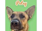 Adopt Pasty a German Shepherd Dog