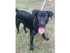 Adopt Miller a Labrador Retriever, Mixed Breed