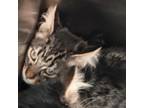Adopt Lou a Domestic Short Hair