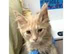 Adopt Zagnut a Domestic Long Hair
