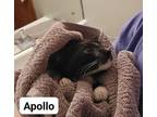 Adopt Apollo a Domestic Short Hair
