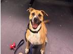 Adopt Tobias a Boxer