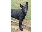 Adopt Tony a Mixed Breed
