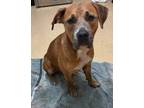Adopt Bruno a Pit Bull Terrier, Mixed Breed