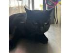 Adopt Candlestick a Domestic Short Hair