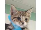 Adopt Micro a Domestic Short Hair