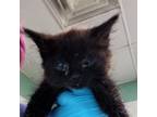 Adopt Disco a Domestic Medium Hair