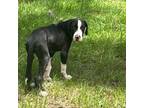 Adopt Orion a Great Dane