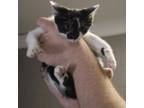 Adopt Batman a Domestic Short Hair