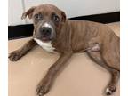 Adopt Dino a Pit Bull Terrier, Mixed Breed