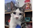 Adopt Bobby a Domestic Short Hair