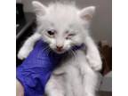 Adopt Cotton a Domestic Short Hair