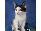 Adopt Cas a Domestic Medium Hair