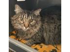 Adopt Moochi a Domestic Medium Hair