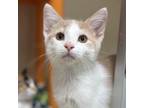 Adopt Mickey a Domestic Short Hair