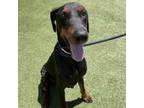 Adopt BowJack a Doberman Pinscher