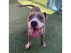 Adopt Sully a Pit Bull Terrier