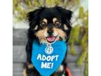 Adopt Marlin a Cocker Spaniel, Mixed Breed