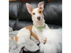 Adopt Tim a Cattle Dog