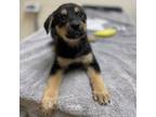 Adopt Suni Lee a Chocolate Labrador Retriever, Mixed Breed