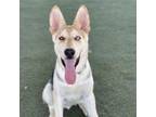 Adopt Rocket a German Shepherd Dog, Mixed Breed