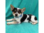 Adopt AUGUST a Australian Cattle Dog / Blue Heeler, Mixed Breed
