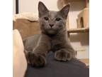Adopt Motley a Russian Blue, Domestic Short Hair