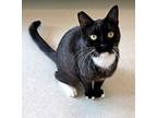 Adopt Domino a Domestic Short Hair