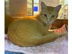 Adopt Aero a Domestic Short Hair