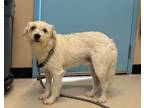 Adopt Nolan a Terrier