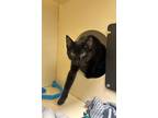 Adopt Toto a Domestic Short Hair