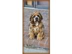Adopt BO K 24092 a Cocker Spaniel