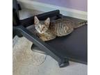 Adopt Tigris, Willow Grove Area (FCID 08/15/2024-136) a Tabby
