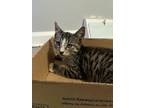 Adopt BMO, Willow Grove Area (FCID 08/15/2024-135) a Tabby, Tuxedo