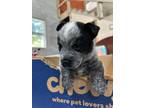 Adopt Chainsaw - Izzy Puppy 2 a Australian Cattle Dog / Blue Heeler
