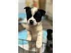 Adopt Bert - Izzy Puppy 1 a Australian Cattle Dog / Blue Heeler