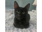 Adopt Alexander a Domestic Short Hair