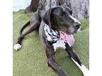 Adopt Tucker a Great Dane, Mixed Breed
