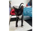 Adopt Boots a Domestic Short Hair