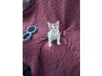 Adopt Joey a Domestic Short Hair