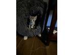 Adopt Vinny a Domestic Short Hair