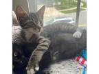 Adopt Winn Dixie a Domestic Short Hair